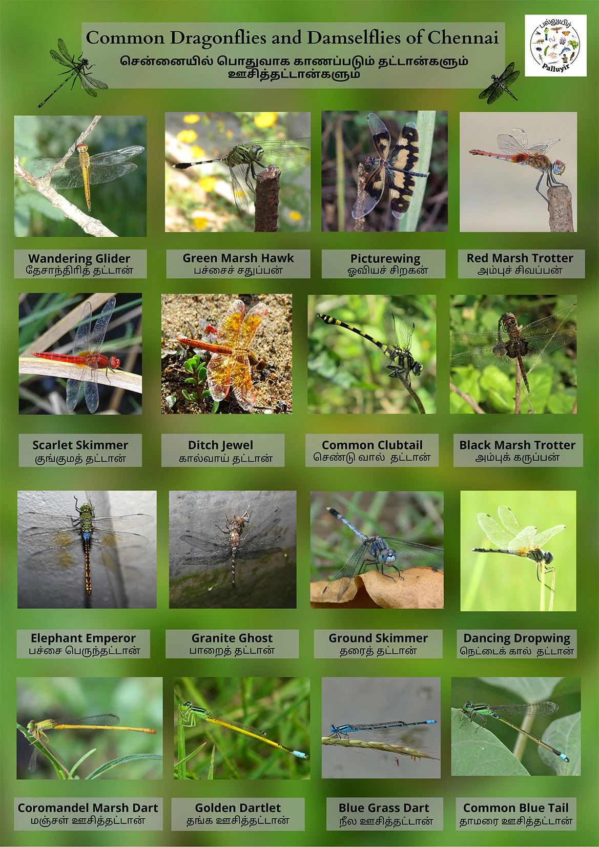 You are currently viewing Common Dragonflies and Damselflies of Chennai