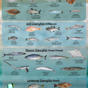 Common Fishes of Chennai Poster