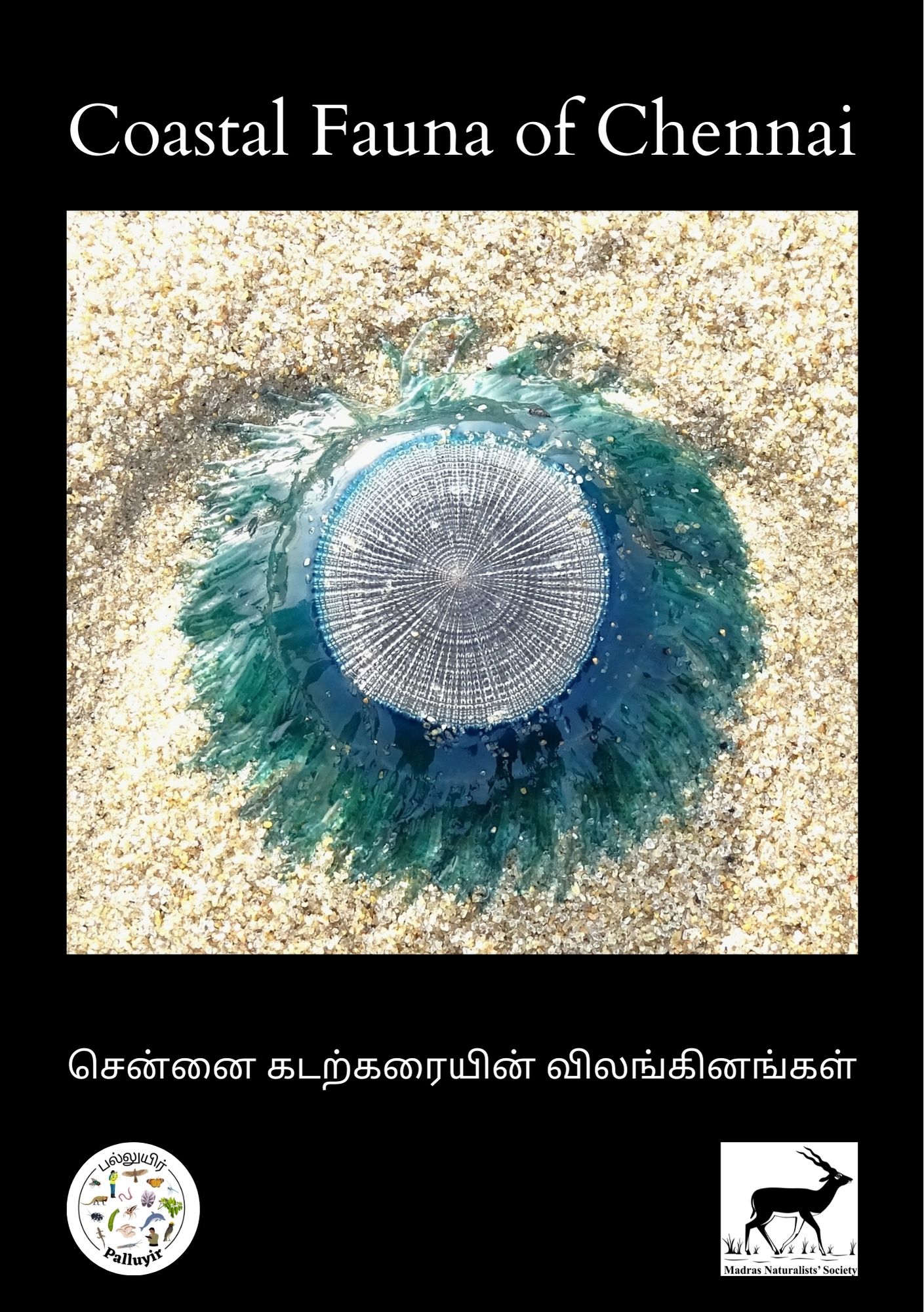 You are currently viewing 160 Coastal Fauna of Chennai