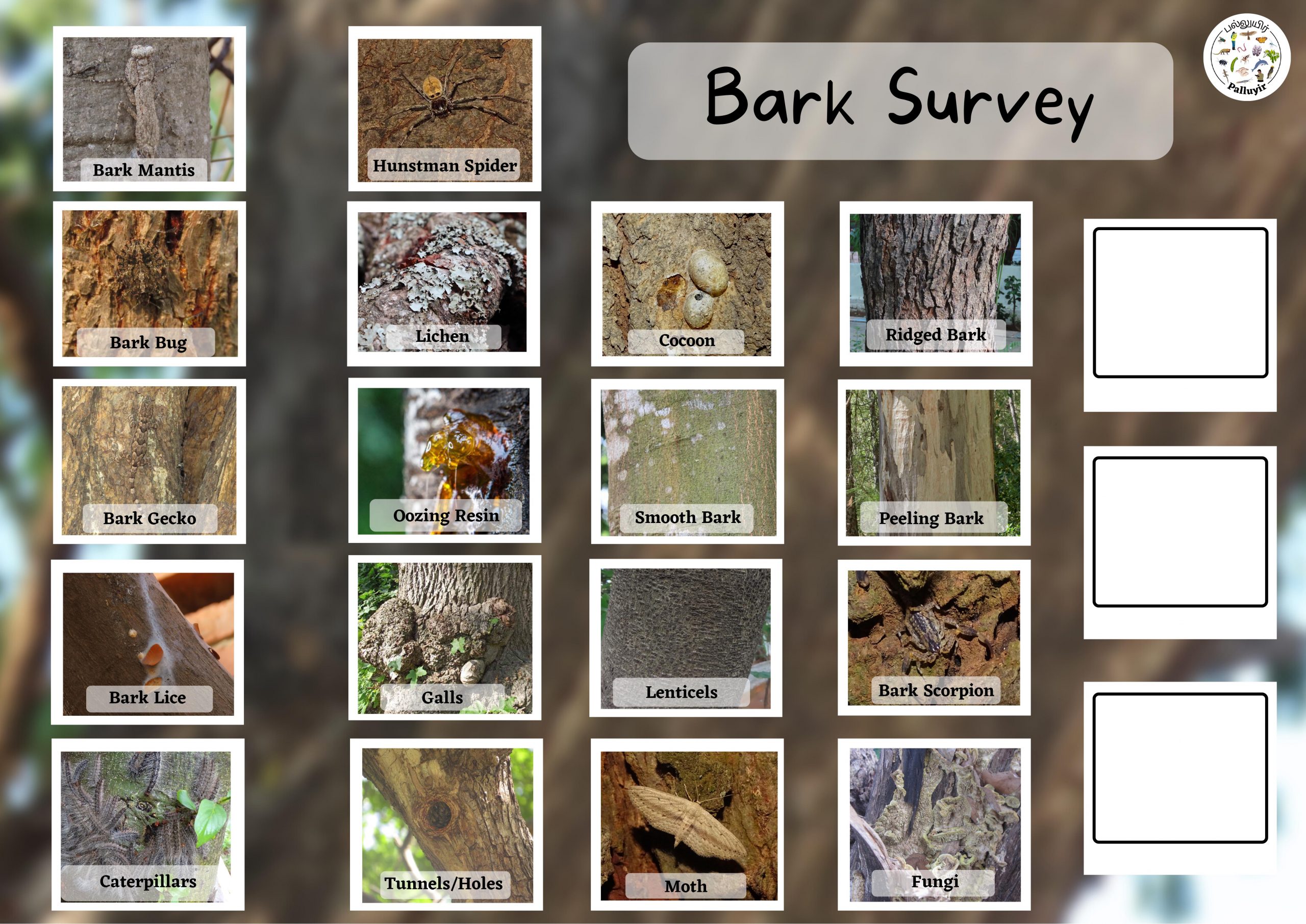 You are currently viewing Bark Survey