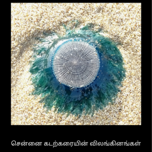 Coastal Fauna of Chennai – Field Guide- Pack of 3