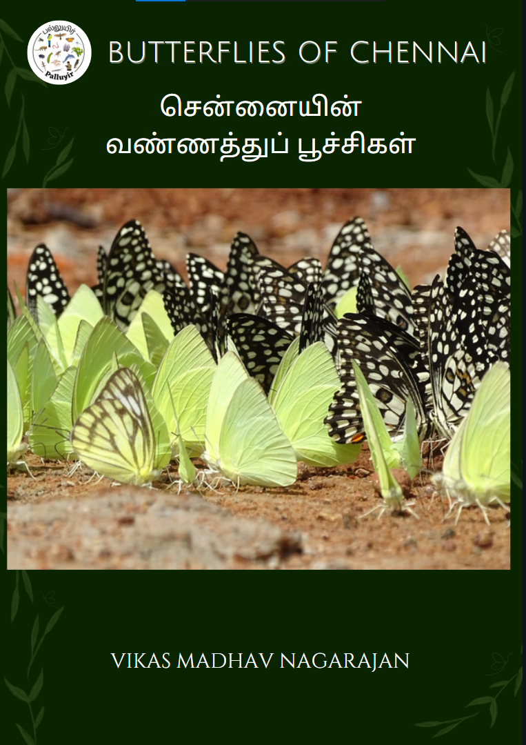 Butterflies of Chennai – Field guide (Pack of 3)