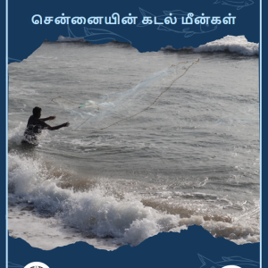 Common Marine Fishes of Chennai (Pack of 3)