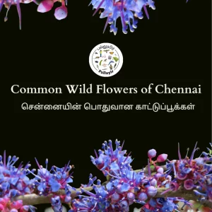 Common Wildflowers of Chennai (Set of 2)