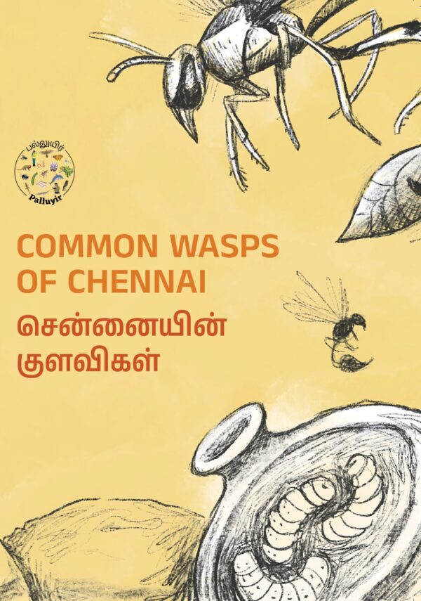 Common Wasps of Chennai
